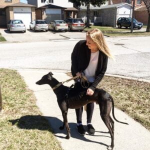 Everyone meet Louis ( Louis Vuitton )
He is a retired Greyhound that came all th...