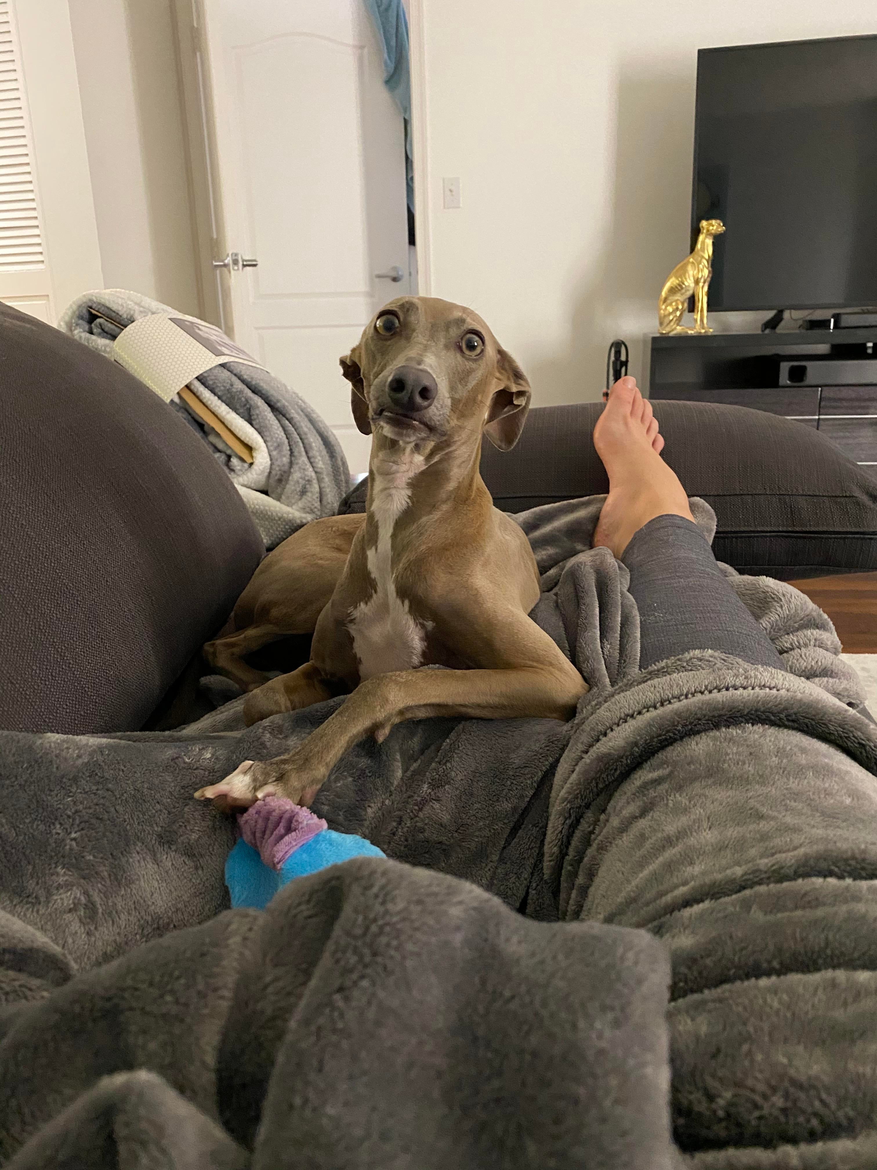 Patrycia Kayy Told Bellini no more dog parks and this