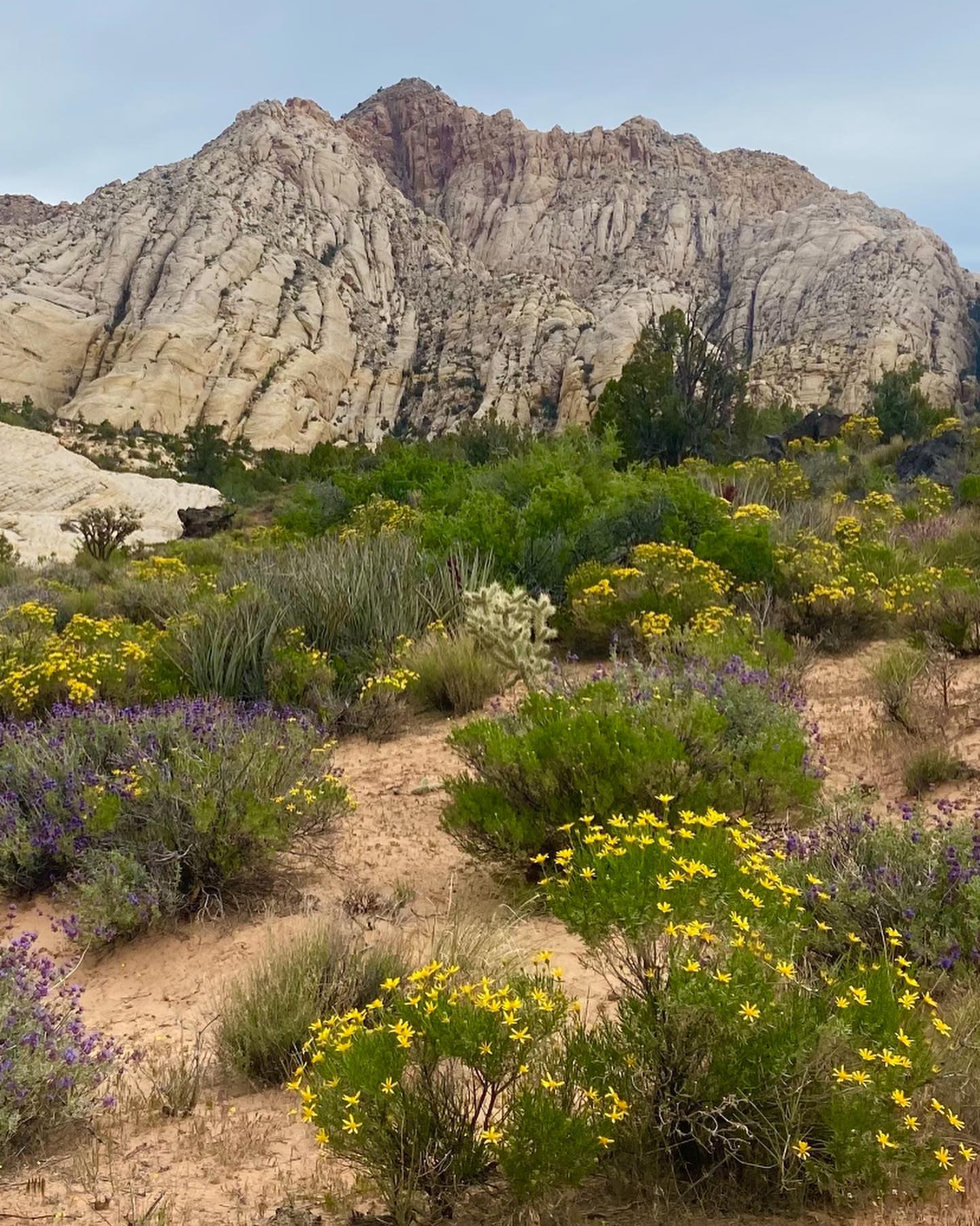 1672218300 79 Vega Thompson