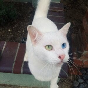 Did it hurt when you fell from heaven Vega Thompson