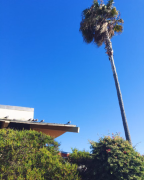 Its been cloudy so this picture makes me happy Vega