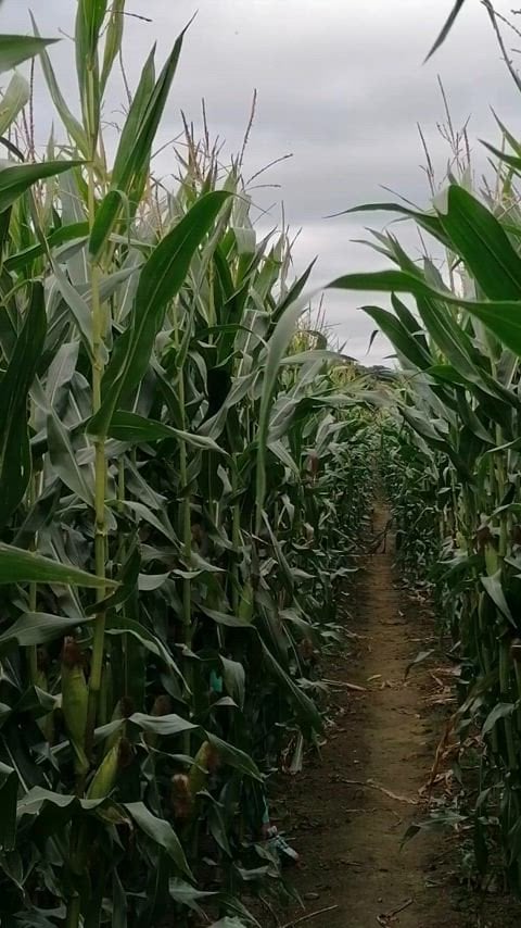 Thicker Having fun in the corn field xx 41 5ft