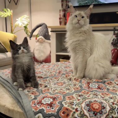 4 months old and 1 year old