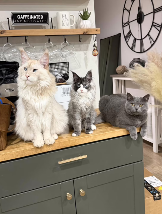 All waiting on breakfast